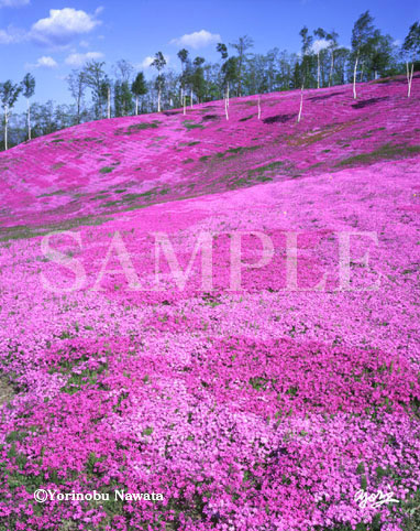 シバザクラ群生滝上公園写真