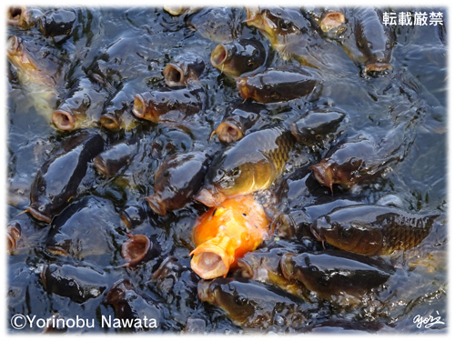 大瀬崎神池の鯉の群れ／写真転載厳禁・プロ写真家なわたよりのぶ