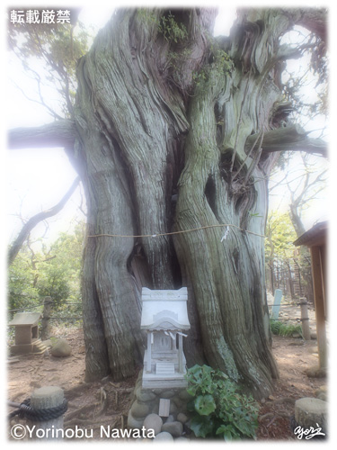 大瀬崎の御神木／写真転載厳禁・プロ写真家なわたよりのぶ