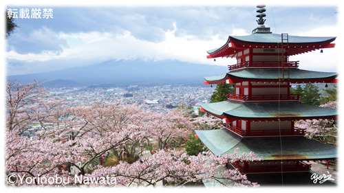 桜咲く五重の塔と富士山／写真転載厳禁・プロ写真家なわたよりのぶ