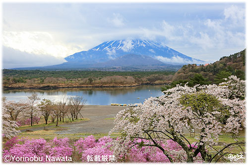 精進湖の桜と富士山／写真転載厳禁・プロ写真家なわたよりのぶ