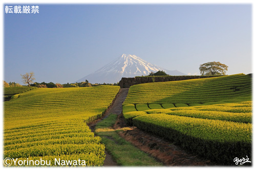 お茶畑と富士山④／写真転載厳禁・プロ写真家なわたよりのぶ