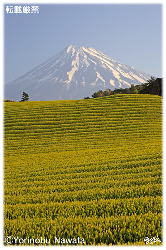お茶畑と富士山②／写真転載厳禁・プロ写真家なわたよりのぶ