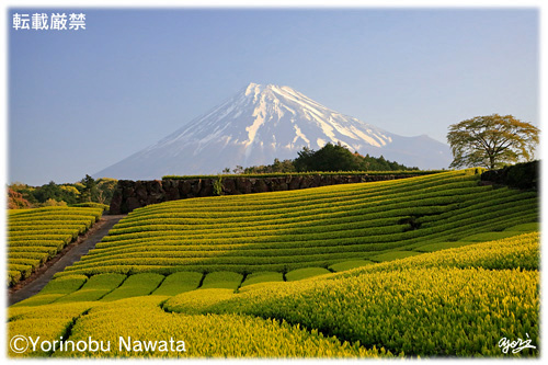 お茶畑と富士山／写真転載厳禁・プロ写真家なわたよりのぶ