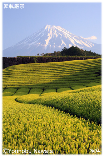 お茶畑と富士山③／写真転載厳禁・プロ写真家なわたよりのぶ