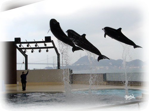 しものせき水族館　海響館アクアシアター　イルカショー写真／転載厳禁・プロ写真家なわたよりのぶ