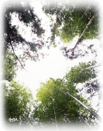 山口県の竹林写真／転載厳禁・プロ写真家縄田頼信