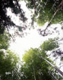 山口県の竹林写真ミニ