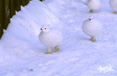 写真雷鳥