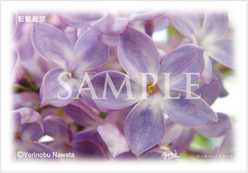 ラッキーライラック（５枚花弁）ポストカード見本／写真転載厳禁・プロ写真家なわたよりのぶ