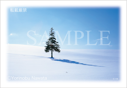 「一本の樹（クリスマスツリーの木）」見本写真・転載厳禁・プロ写真家なわたよりのぶ