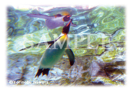 キングペンギンの水中飛行ポストカード見本写真／転載厳禁・プロ写真家なわたよりのぶ