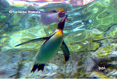 キングペンギン写真ミニ
