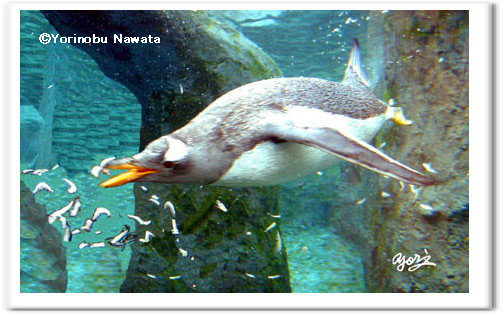 キングペンギンの水中給餌写真／転載厳禁・プロ写真家なわたよりのぶ