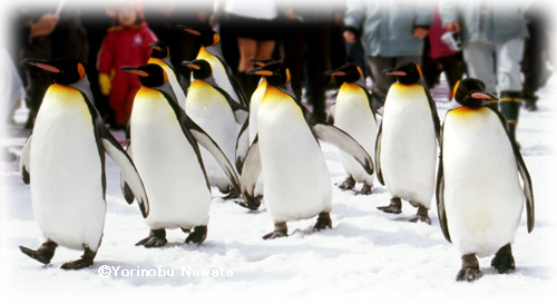 キングペンギンパレード　ワイド写真／転載厳禁・プロ写真家なわたよりのぶ