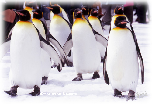 ペンギンパレード写真／転載厳禁・プロ写真家なわたよりのぶ