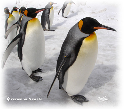 キングペンギンパレード坂道写真／転載厳禁・プロ写真家なわたよりのぶ