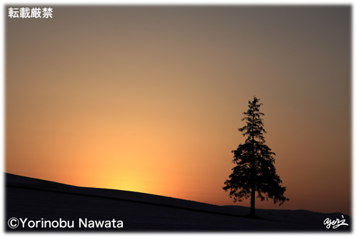 「夕暮れのクリスマスツリー」見本写真・転載厳禁・プロ写真家なわたよりのぶ