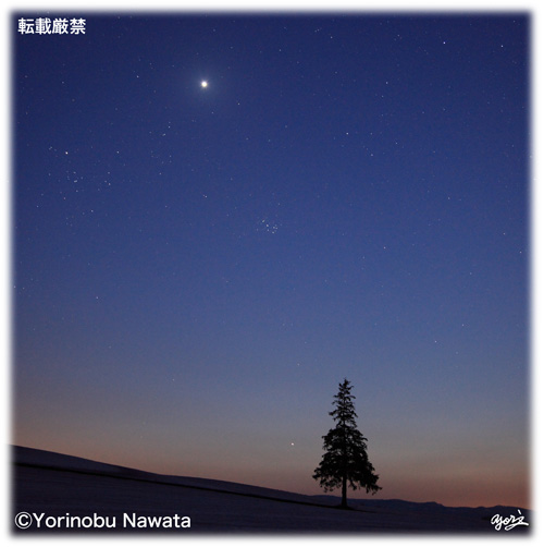 「宵の明星とクリスマスツリーの木」見本写真・転載厳禁・プロ写真家なわたよりのぶ