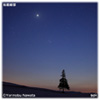 宵の明星とクリスマスツリーの木写真ミニ
