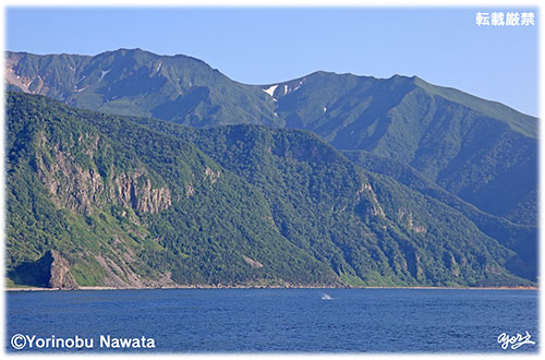知床半島・鯨の潮吹き・転載厳禁・プロ写真家なわたよりのぶ