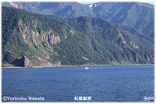 知床・鯨の潮吹き・転載厳禁・プロ写真家なわたよりのぶ