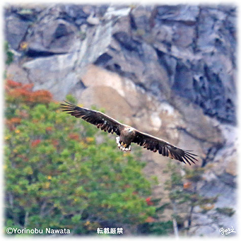 オジロワシの飛翔・転載厳禁・プロ写真家なわたよりのぶ