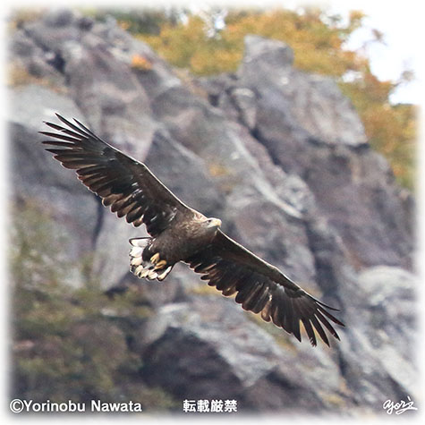 オジロワシの飛翔Ⅱ・転載厳禁・プロ写真家なわたよりのぶ