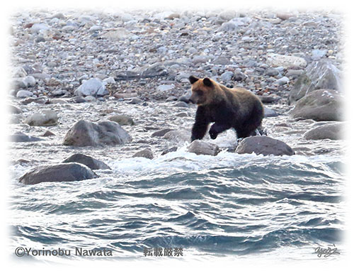 鮭狙いのヒグマ・転載厳禁・プロ写真家なわたよりのぶ
