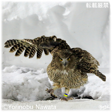 獲物捕獲のシマフクロウ／写真転載厳禁・プロ写真家なわたよりのぶ