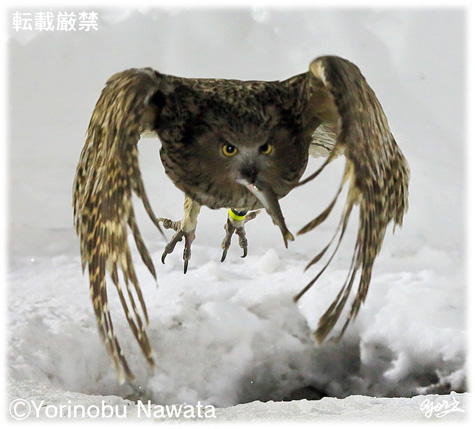 雌へ餌を運ぶシマフクロウ／写真転載厳禁・プロ写真家なわたよりのぶ