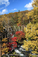 阿寒滝見の橋紅葉ミニ写真