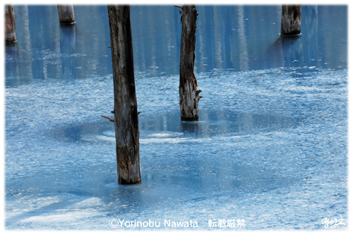 『白金の青い池・早春』写真転載厳禁・プロ写真家なわたよりのぶ