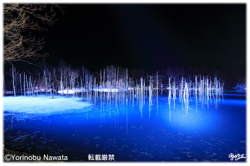 『白金の青い池ライトアップ』写真転載厳禁・プロ写真家なわたよりのぶ