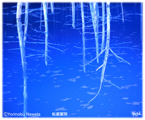 『青い池ライトアップ・イメージ』写真転載厳禁・プロ写真家なわたよりのぶ