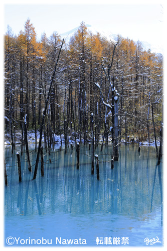 『白金の青い池・初氷』写真転載厳禁・プロ写真家なわたよりのぶ