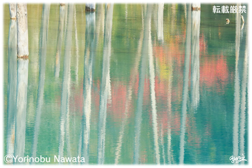 『紅葉の青い池』写真転載厳禁・プロ写真家なわたよりのぶ