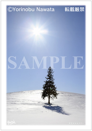 太陽を浴びる真冬のクリスマスツリー／ポストカード見本写真転載厳禁・プロ写真家なわたよりのぶ