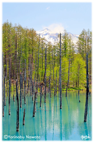 『白金の青い池と十勝岳』写真転載厳禁・プロ写真家なわたよりのぶ