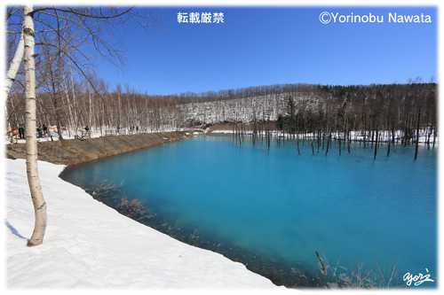 『白金の青い池・早春２』写真転載厳禁・プロ写真家なわたよりのぶ