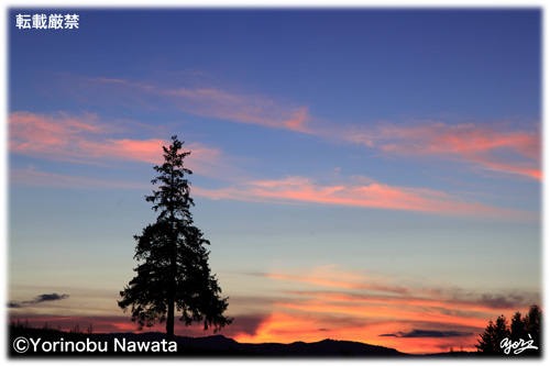 「クリスマスツリーの樹・夕映え」写真転載厳禁・プロ写真家なわたよりのぶ