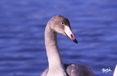 白鳥子供ミニ写真