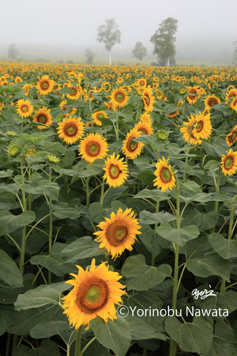 朝霧の向日葵畑・写真縦／転載厳禁・プロ写真家なわたよりのぶ