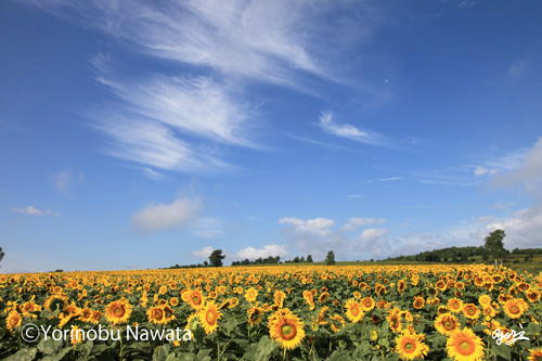 北竜町ひまわりの里・写真／転載厳禁・プロ写真家なわたよりのぶ