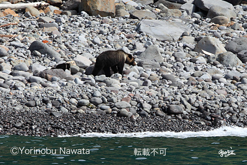 ヒグマの親子・転載厳禁・プロ写真家なわたよりのぶ