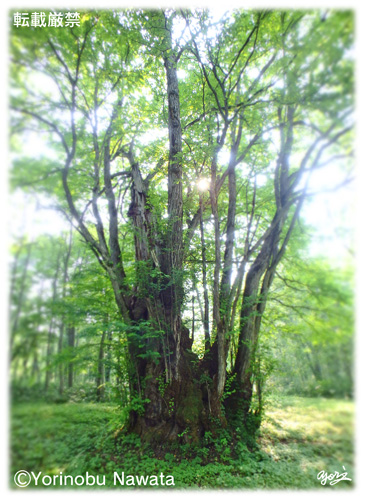 「巨木・森の神様」写真転載厳禁・プロ写真家なわたよりのぶ