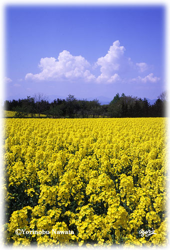 菜の花畑 滝川市江部乙地区 旭川市志比内 縄田頼信写真家事務所公式サイト