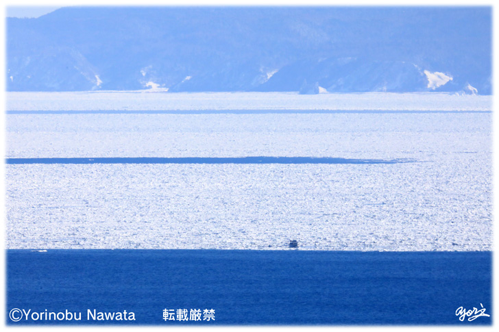 根室海峡の流氷ネイチャー観光船／写真転載厳禁・プロ写真家なわたよりのぶ