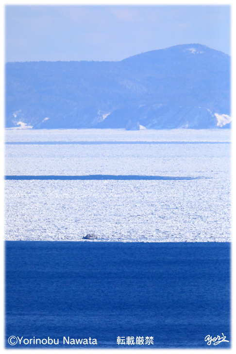 根室海峡の流氷ネイチャー観光船Ⅱ／写真転載厳禁・プロ写真家なわたよりのぶ