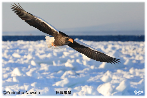 オオワシ流氷飛翔／写真転載厳禁・プロ写真家なわたよりのぶ